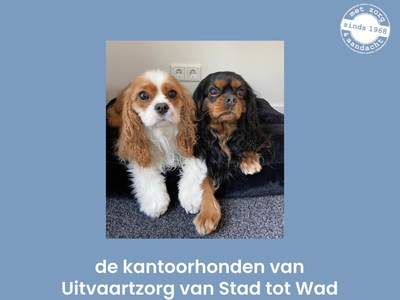 Frey (L) en Koda (R), kantoorhonden aan de Herman Colleniuslaan 3